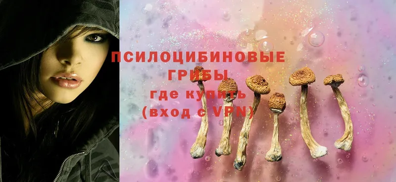 гидра ссылка  Курганинск  Псилоцибиновые грибы Psilocybine cubensis 